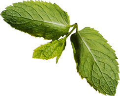 about-two-shape-1 about-two-shape-1